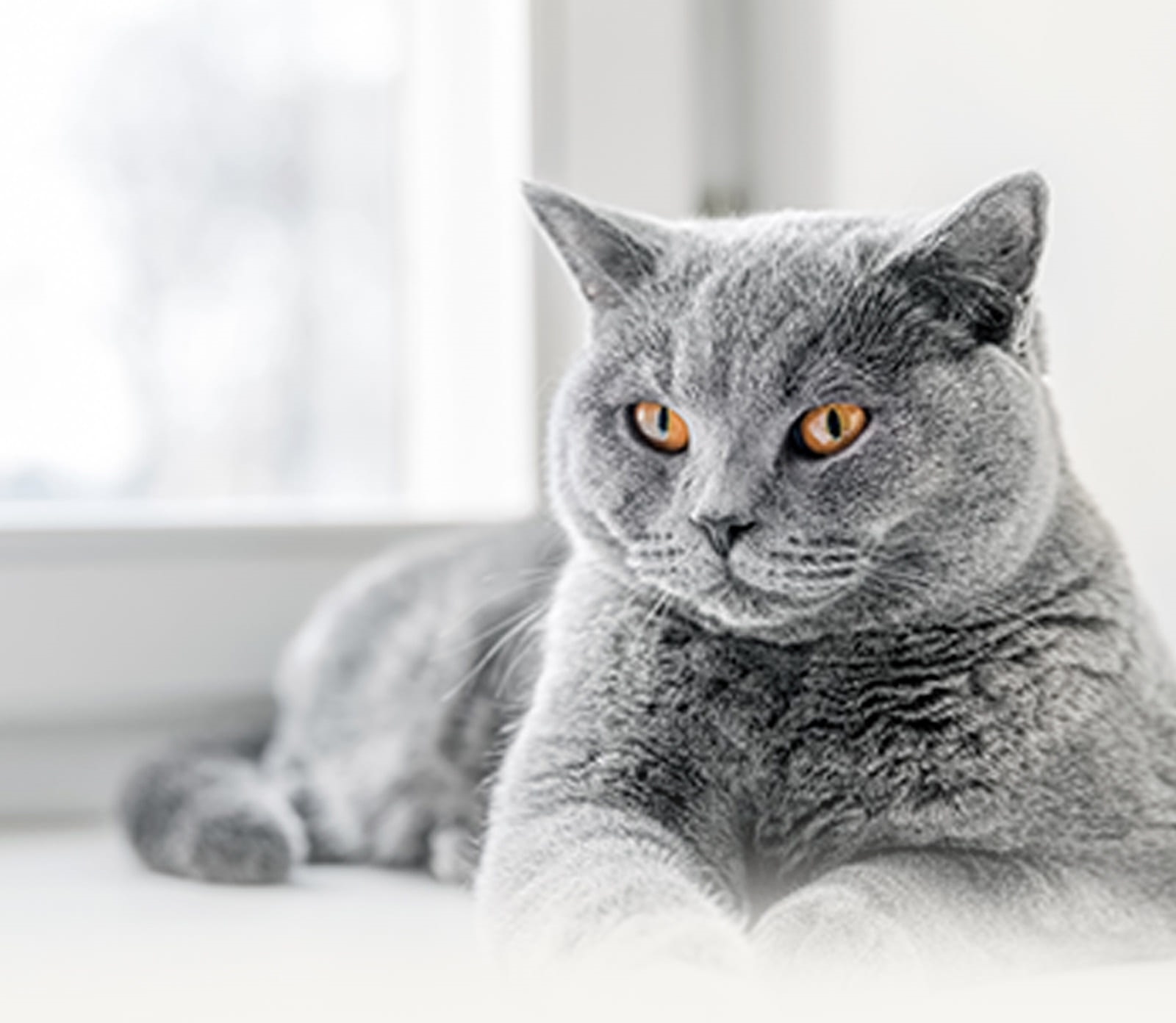 Mon chat est stérilisé. De quelle alimentation spécifique a-t-il besoin ?